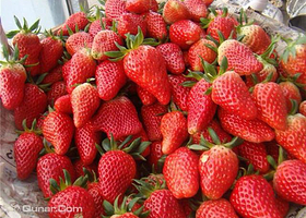 天丰人家草莓