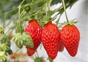 兴成草莓园