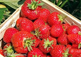 太湖西山西施草莓园