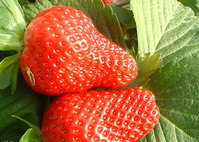 上海良运蔬果专业合作社