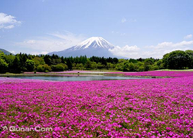 富士芝樱节