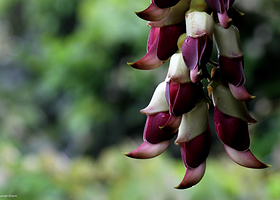 五彩禾雀花基地