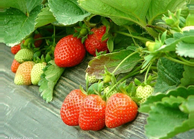 简阳甘露草莓园