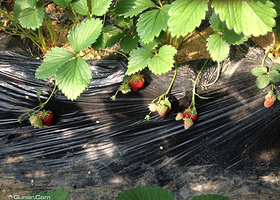 金桥庄园草莓采摘园