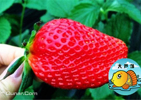 大芦荡草莓采摘园区