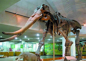 中国古动物馆恐龙蛋馆