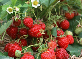 上海新胜路草莓园