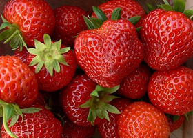 莱山平安草莓采摘