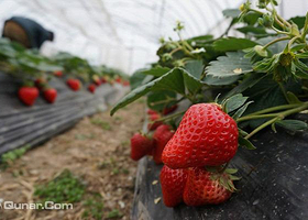 虹欣草莓采摘