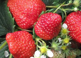 旅顺牛牛久久草莓园