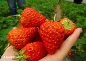 青岛恒发草莓采摘