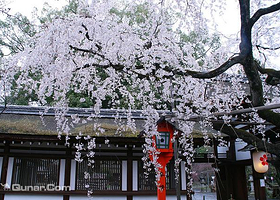 平野神社