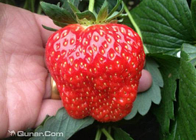 大连宏峰草莓园