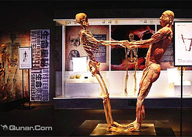 人体世界科普展览