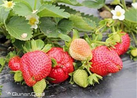 大连金州草莓园