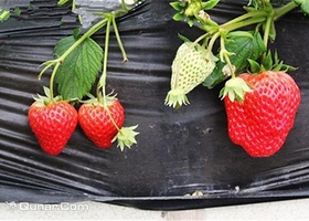 康汇草莓采摘园