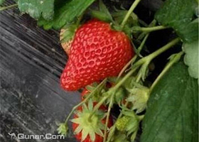 木子草莓采摘园