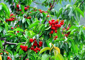 无公害樱桃采摘园