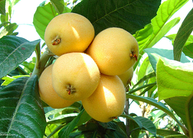 原生态枇杷采摘园