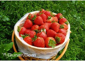 兴翼草莓采摘园