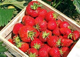 愚公草莓采摘园