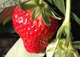 优优草莓采摘园