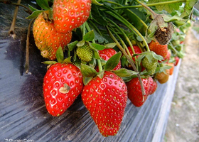 北京茂发盛生态采摘园