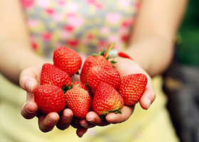 皇冠草莓采摘园