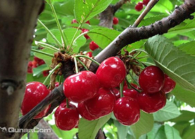 老马樱桃采摘园