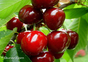 倪儿樱桃采摘园