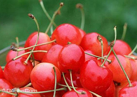 崂山北宅幽幽谷樱桃园