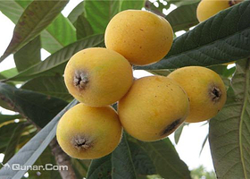 西山人家农家乐枇杷采摘