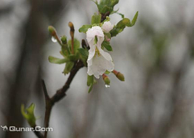 樟木头樱花山庄