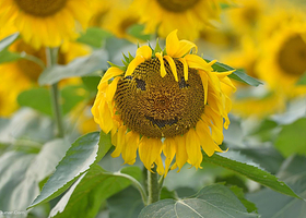 向日葵主题公园