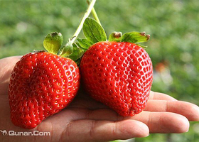 邹平怡然草莓采摘园