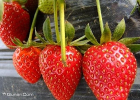 萌萌草莓采摘园