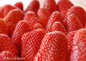 君豪小镇草莓采摘园