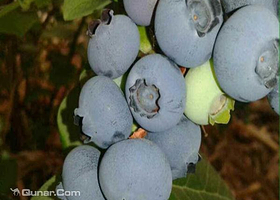 青岛丰乐草莓蓝莓观光园