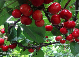 壮壮樱桃采摘园