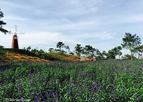 福容薰衣草花园