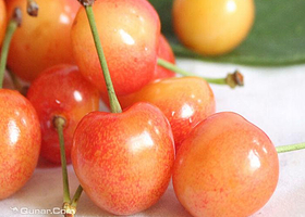 大泽山百果林樱桃采摘乐园