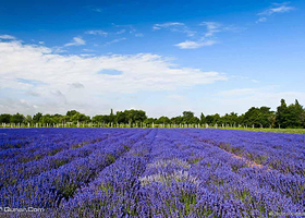 西安曲江薰衣草庄园