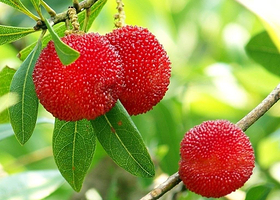 美佳源生态果园