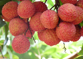 增江食品百亩果园