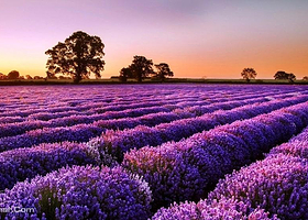 薰衣草紫色庄园