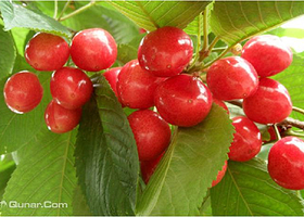 通州花卉产业服务中心