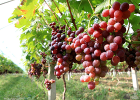 渭北葡萄产业园