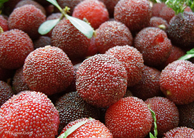 陆埠水库梅园岛杨梅基地