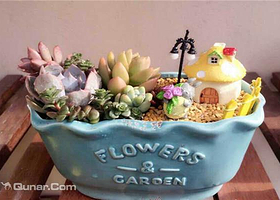 小鲜肉多肉植物DIY工作室