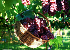 葡萄大世界观光采摘园